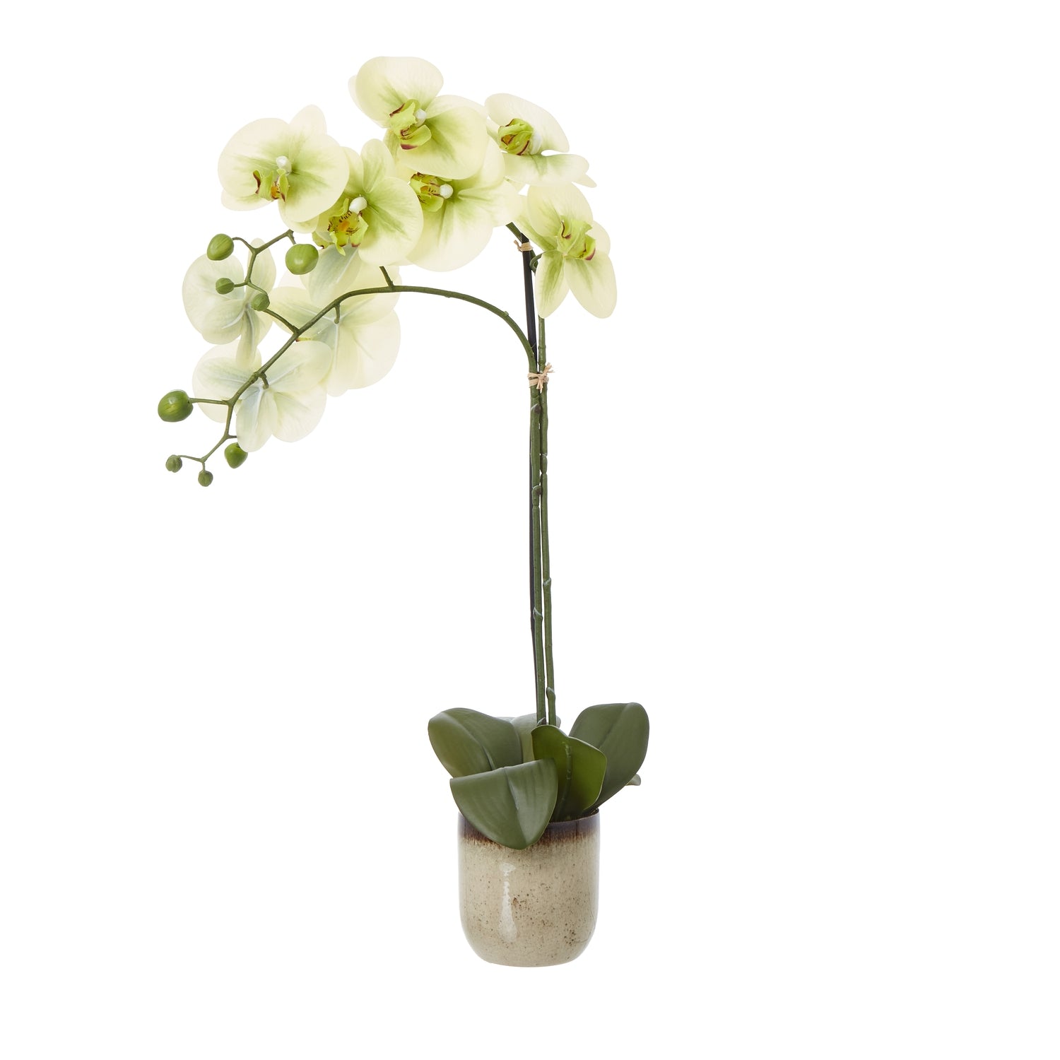 Faux Phalaenopsis Orchid In Ceramic Pot Handcrafted 59cm High